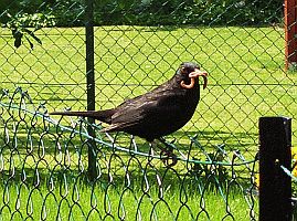 Eine Amsel, die fleißig bei unserer Buddelei die Regenwürmer aufsammelte.