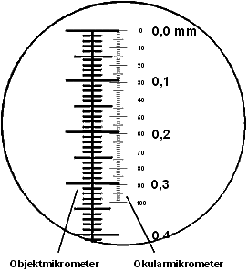 Längenmessung beim Mikroskopieren, Bild im Mikroskop